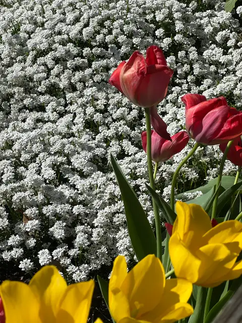 Spring's vibrant embrace.